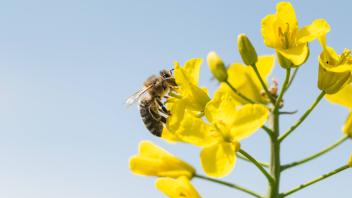 Eine Biene hält sich an einer Rapspflanze in einem Rapsfeld bei Sonnenschein fest. Rottweil Baden-Württemberg Deutschlan