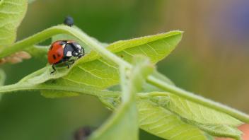Ein Marienkäfer auf einer Pflanze
