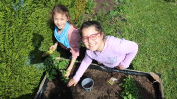 Die ersten Tomaten haben die ASS-Schülerinnen direkt beim ersten Besuch in der Kleingartenanlage gepflanzt.