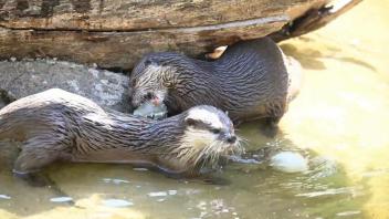 Kampf gegen Speckrollen: Auch Otter brauchen Sport