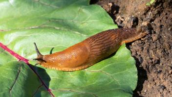 Spanische Wegschnecke *** Spanish snail 1065523355