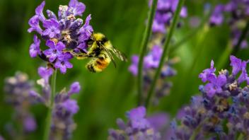 Die heimische Honigbiene wird sich mit Sicherheit über die vielen Blumen freuen. 