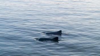 Schweinswale schwimmen in der Elbe