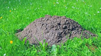 Maulwurfshügel in einer Parkanlage Ein Maulwurfshügel befindet sich auf einer Rasenfläche *** Mole mound in a park A mol