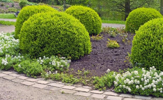 Buchsbaumzünsler bekämpfen Gärtnermeister gibt ExpertenTipps