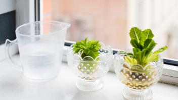 Nur Wasser nötig: Gemüsereste von Lauch und Salat wachsen schnell nach.