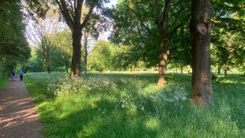 Im Volkspark Bokel sprießt das Gras nicht nur im Mai. Hier mäht die Stadt Papenburg nach eigenen Angaben erst im Herbst.