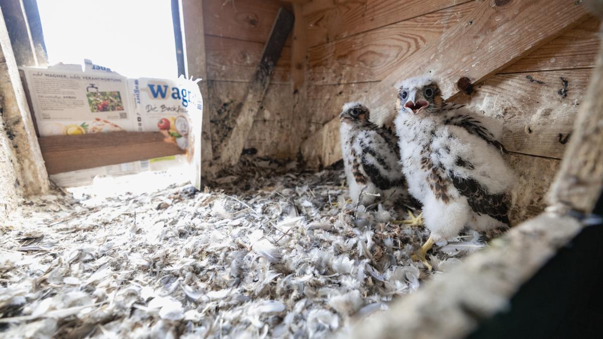 Wanderfalken Nisten Im Turm Der Katharinenkirche Osnabrück | NOZ