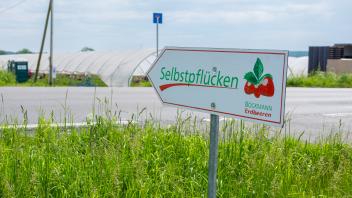 Belm: Erdbeeren zum Selberpflücken im Folientunne- nur bei Böckmann in Belm 