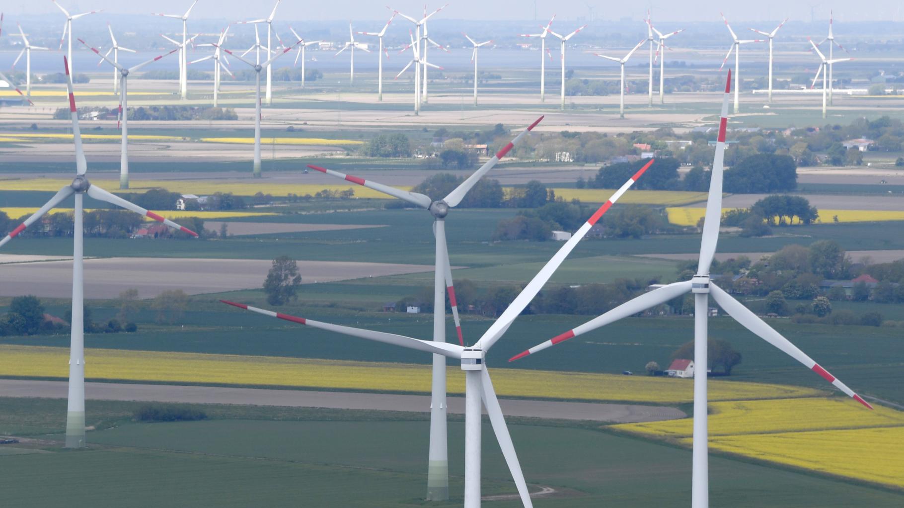 Windkraft und Vogelschutz im Einklang: SH macht Schritt nach vorn