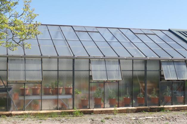 Tomaten aus Elmenhorst fr Tim Mlzer und Christoph Rffer