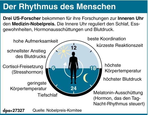 Der zirkadiane Rhythmus bestimmt viele Faktoren im Alltag. 