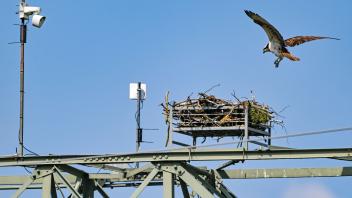Webcam zeigt das Leben im Fischadlerhorst