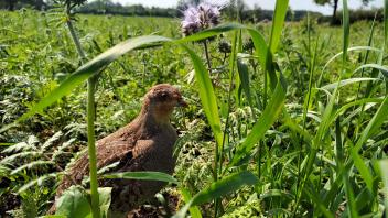 Rebhühner mögen offene Blühwiesen. Dabei sollten die Blumen nicht zu hoch sein, sodass die Tiere Fressfeinde noch rechtzeitig erspähen können.