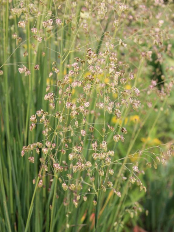 Stauden und Gräser, die sich für Blumensträuße in der Vase eignen