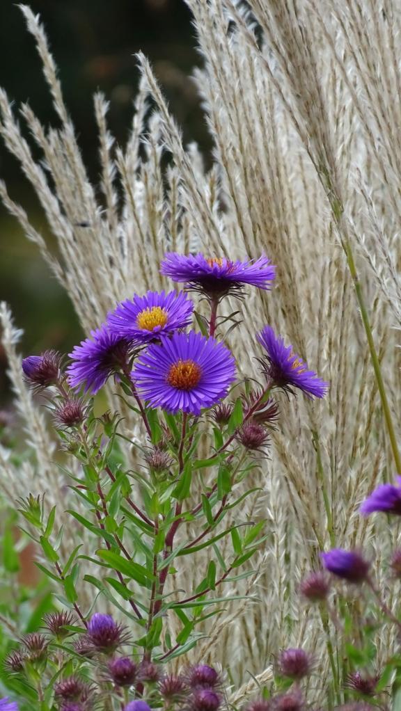 Stauden und Gräser, die sich für Blumensträuße in der Vase eignen