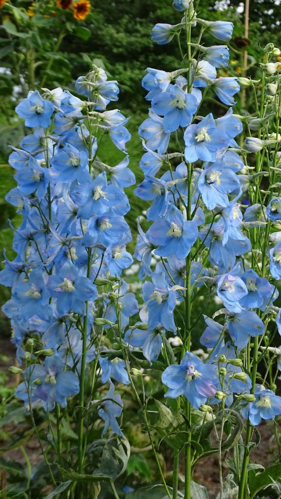Stauden und Gräser, die sich für Blumensträuße in der Vase eignen