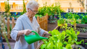 Ältere Frau gießt Pflanzen in einem Garten in einer geriatrischen Einrichtung *** older Woman casts Plants in a Garden i