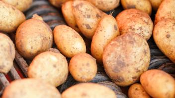 Kartoffelernte, Pfälzer Grumbeere‘