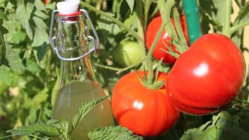 herb manure in a bottle and ripe tomatoes, , 11.09.2021, Copyright: xMartinaUnbehauenx Panthermedia3