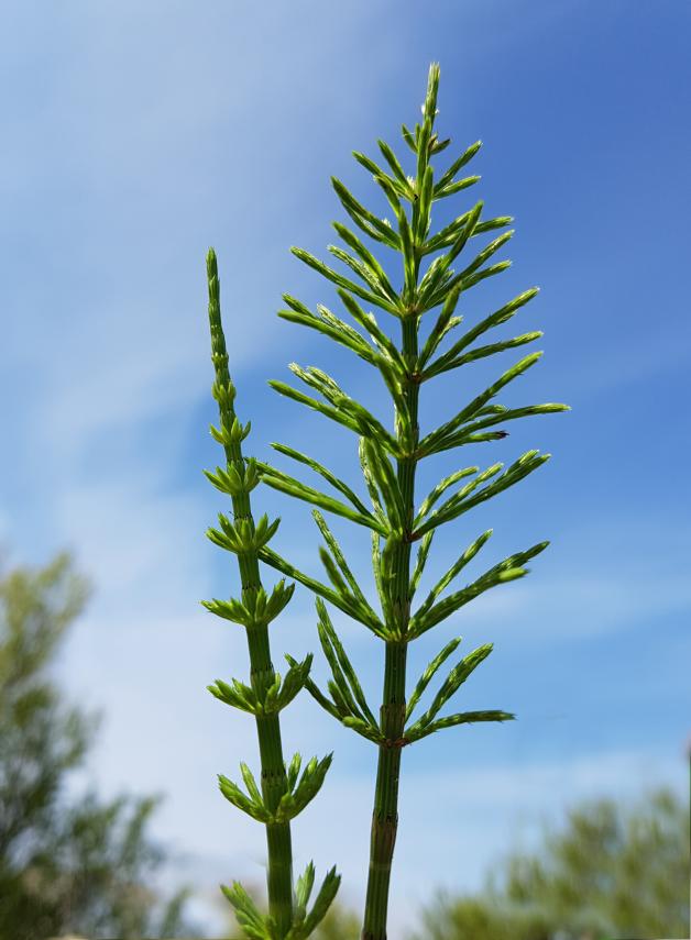 welcher dünger für autoflowering Bio Hanf & Cannabis Bloom Dünger – Organischer Blütendünger main image 1