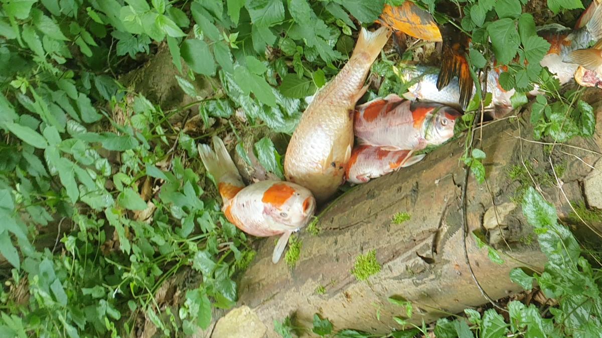 30 tote Kois in Neumünster Tierschützer setzen Belohnung aus SHZ