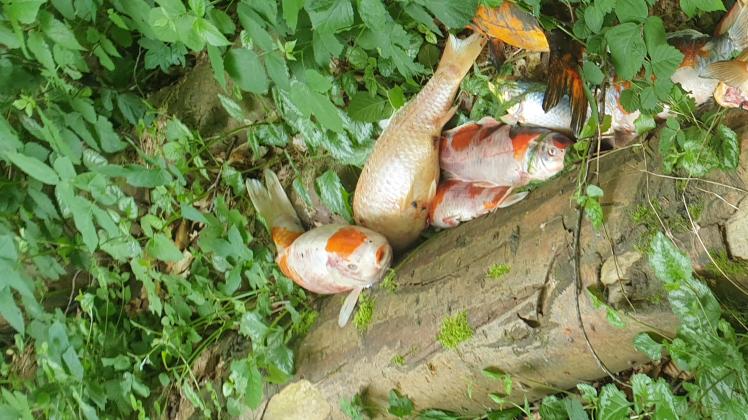 30 tote Kois in Neumünster Tierschützer setzen Belohnung aus SHZ