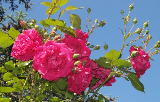 Tag der offenen Gärten SH Viele Rosen bei Familie Thun in Mörel
