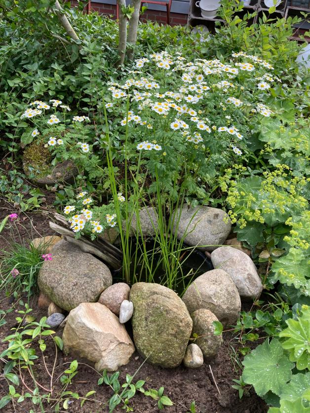 HobbyGärtnerin aus Bokelrehm gibt Tipps für blühenden Garten