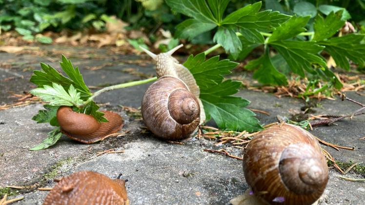 34+ Schnecken Mit Haus Im Garten Bekämpfen, Sie zerstören pflanzen