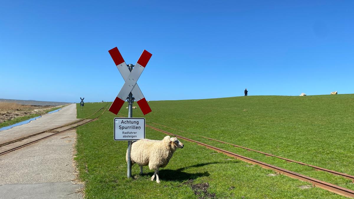 Deichgeflüster: Wenn dem Schaf der Hintern juckt | SHZ