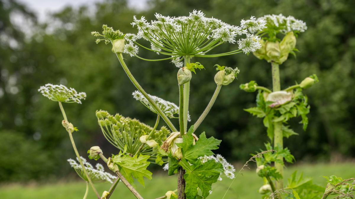 Eibe und Co: Vorsicht vor diesen Giftpflanzen in Stormarn