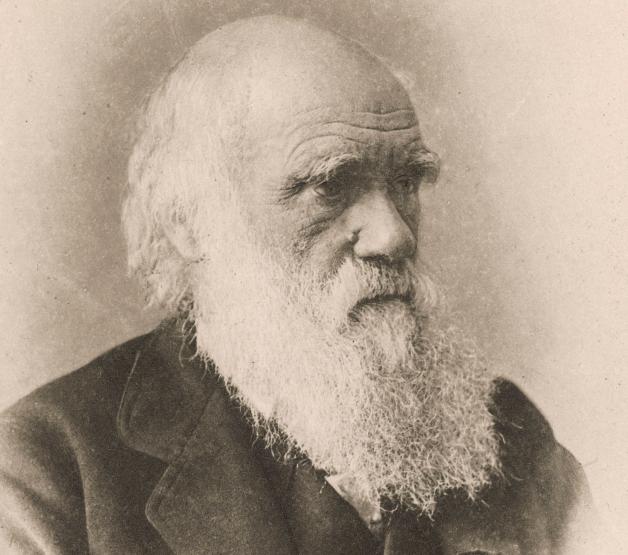 Zwei Spiele mit Thema Charles Darwin so gut sind sie SHZ
