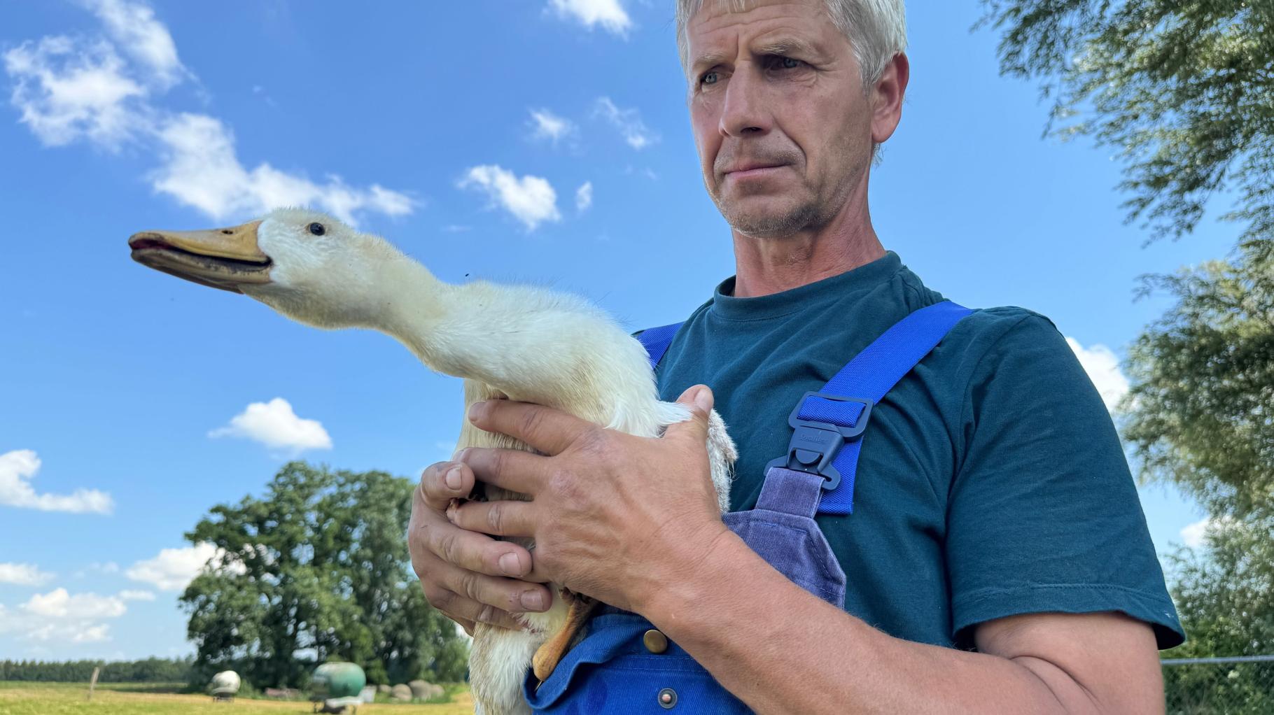 Quak, quak: Künftig schnattern noch mehr Enten auf dem Hof in Zarnewanz