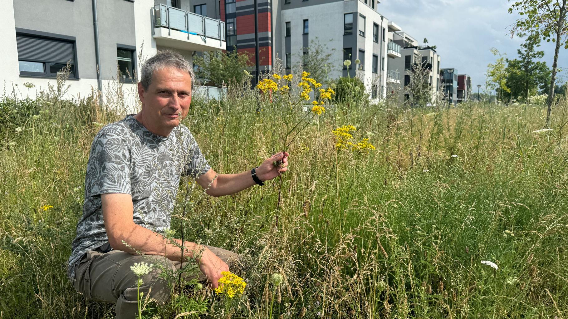 Vernachlässigter Grünstreifen wird zur Oase für Insekten und Pflanzen