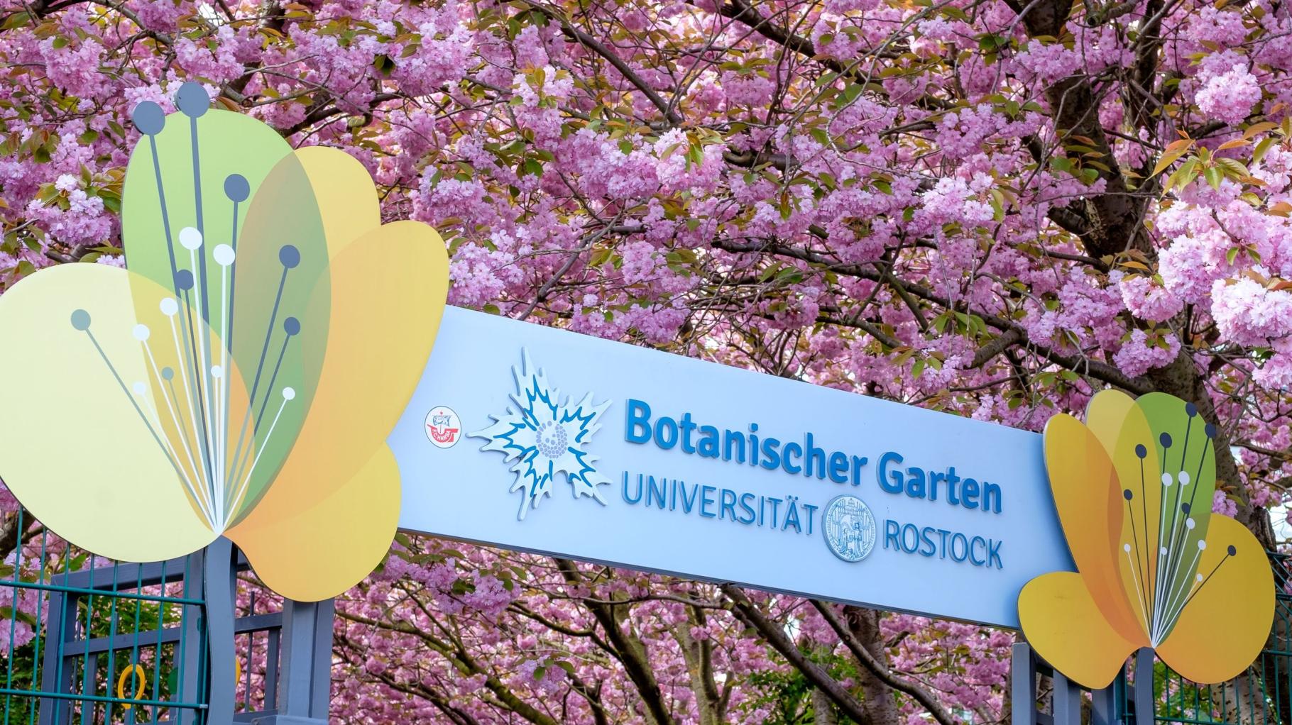 Heilige Pflanzen und Hexenkräuter: Führung im Botanischen Garten