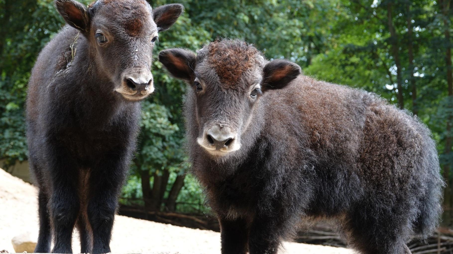 Kostenfreie Sonntagsführung zu den Tierkindern im Rostocker Zoo