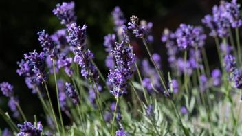 Blühender Lavendel