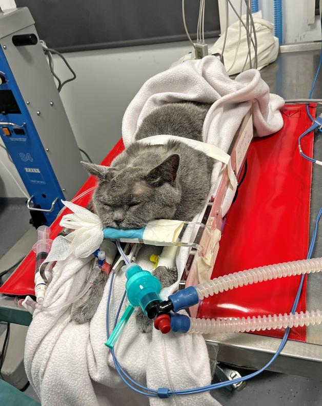 Osnabrücker Neurochirurgin entfernt Hirntumor bei einer Katze