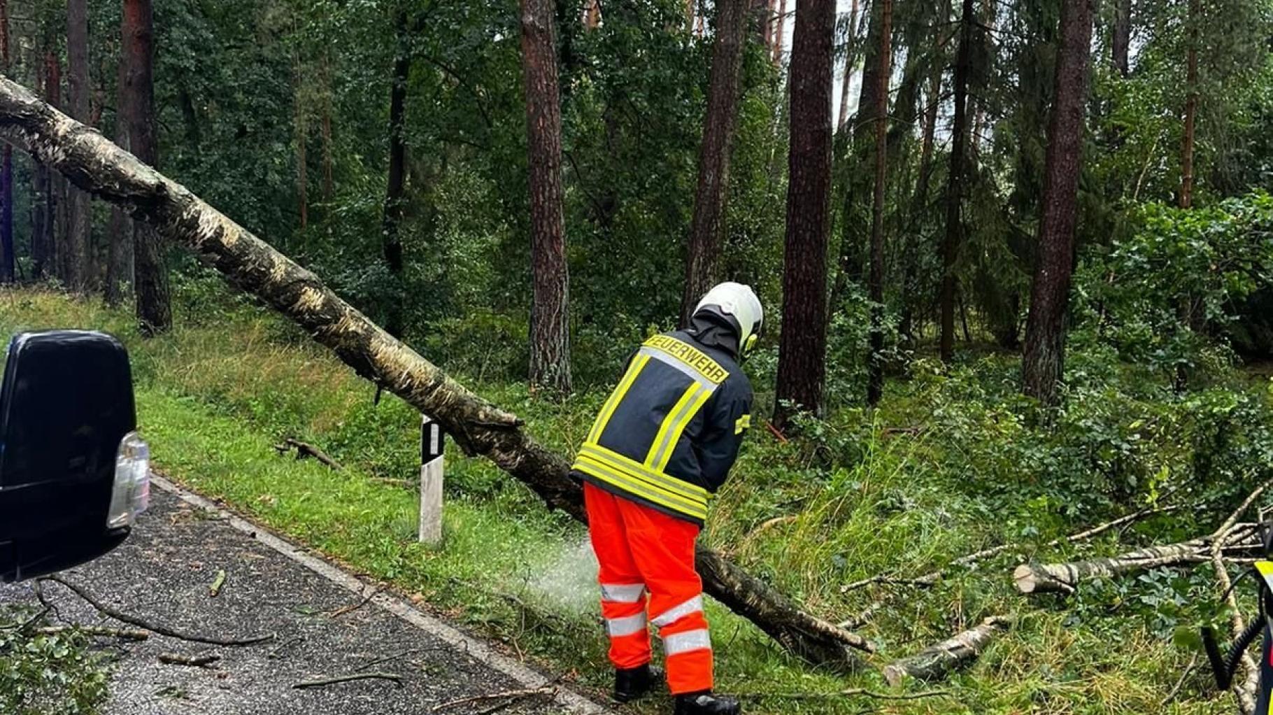 Mit viel Glück ausgegangen: Baum stürzt auf Kleintransporter bei Sukow