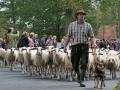 Schäfer Chiel van Dijk beim Einzug der Schafe beim Schaftag 2022
