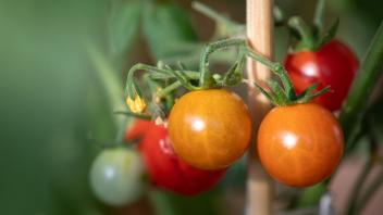 Tomaten auf dem Balkon