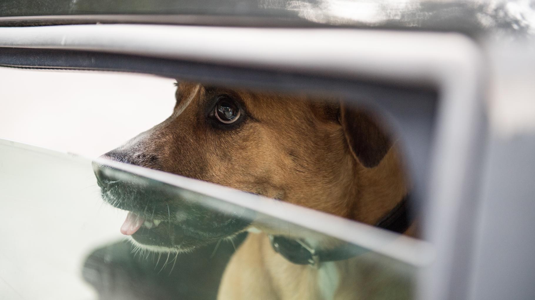 Rheinland-Pfalz: Besitzer lassen trotz Hitze Hunde im Auto – ein Tier tot