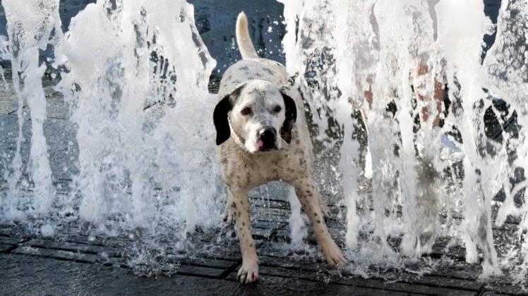 Hundstage 2024 Warm statt heiß was das für den Sommer bedeutet