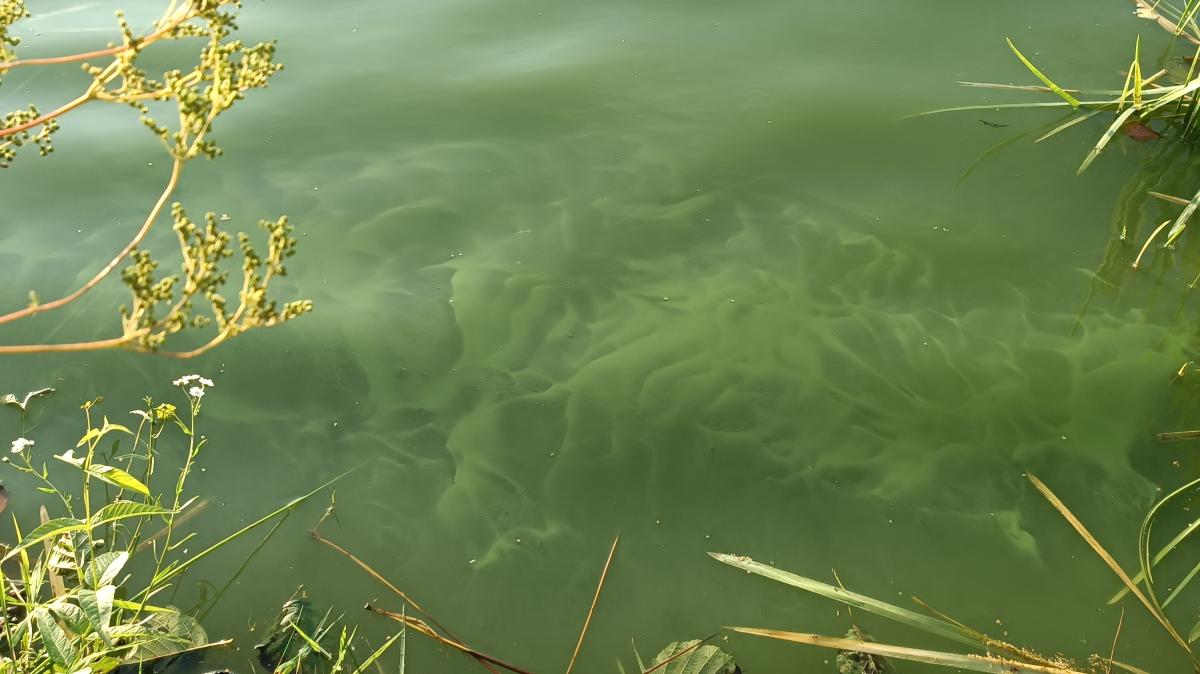 Emsland So steht es um den Befall der Badeseen mit Blaualgen