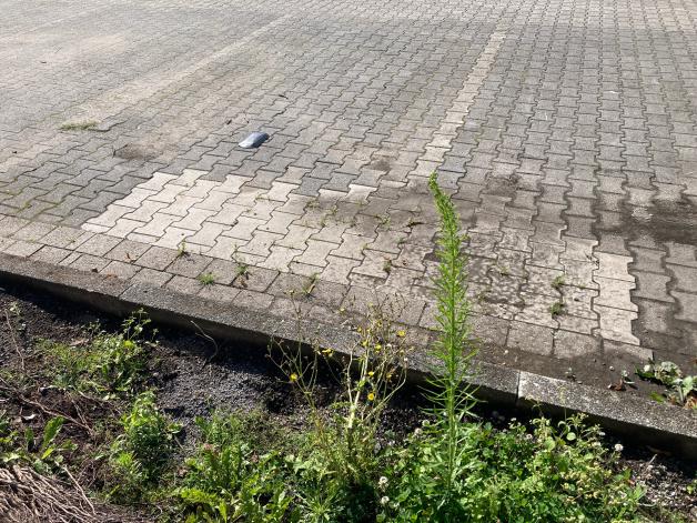 Neue Bäume für den AldiParkplatz an Osnabrücker Martinistraße?