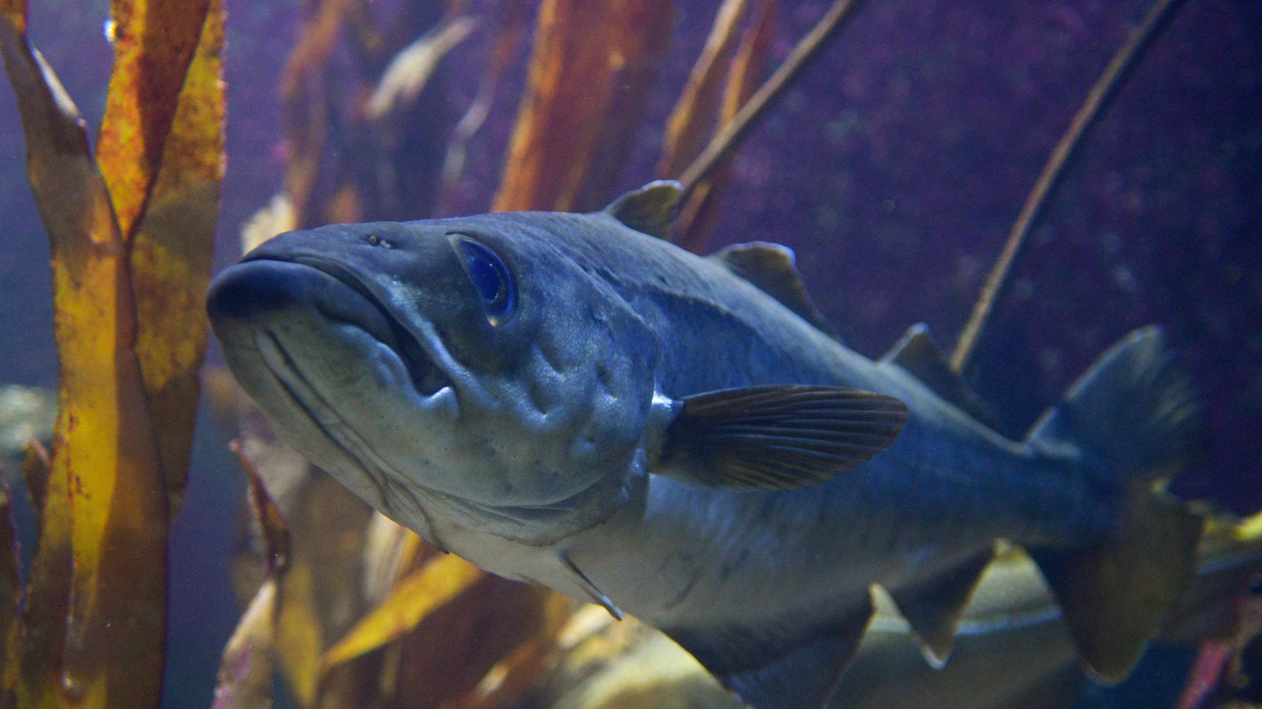 Überschätzte Bestände: Fische noch bedrohter als angenommen