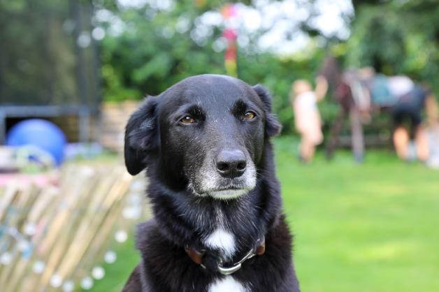 Hundepension Stefanie Nordfriesland