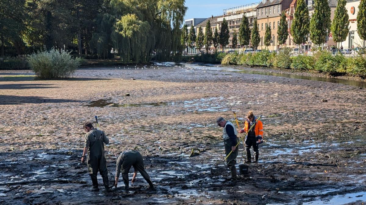 Rettungsaktion im Teich in Neumünster Tiere herausgefischt