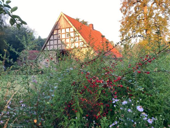 Eigentlich sind ja Frühling und Sommer die farbigen Jahreszeiten, aber im Herbst sind besonders die Blau- und Rottöne im Garten intensiver, wie hier Cotoneaster und Astern zeigen.